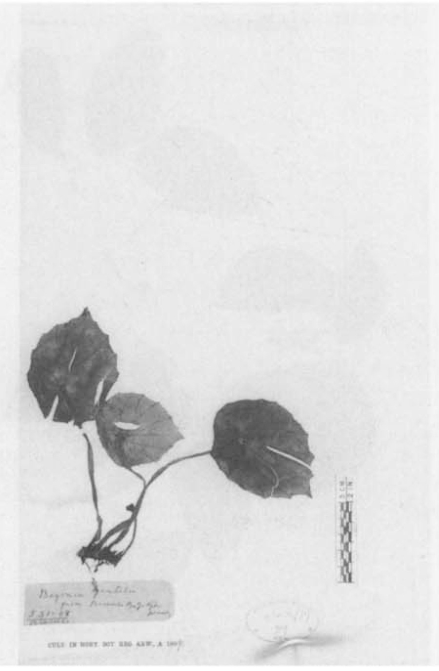 B. gentilii